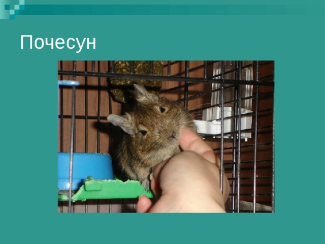 Почесун 