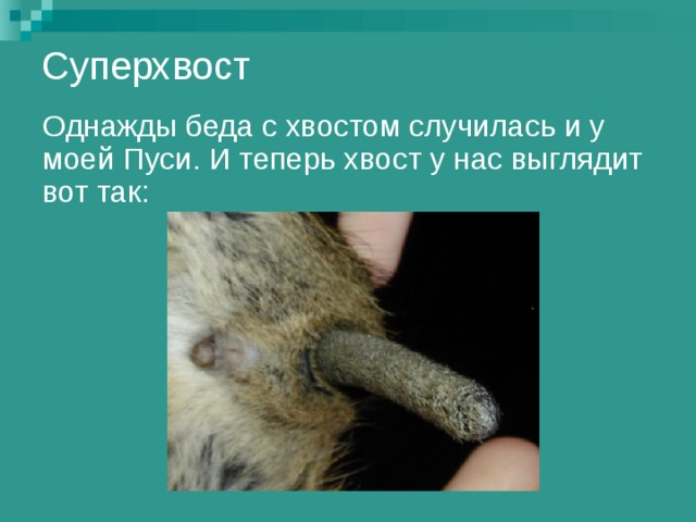 Суперхвост   Однажды беда с хвостом случилась и у моей Пуси. И теперь хвост у нас выглядит вот так: 
