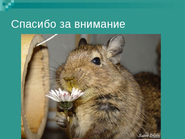 Спасибо за внимание 