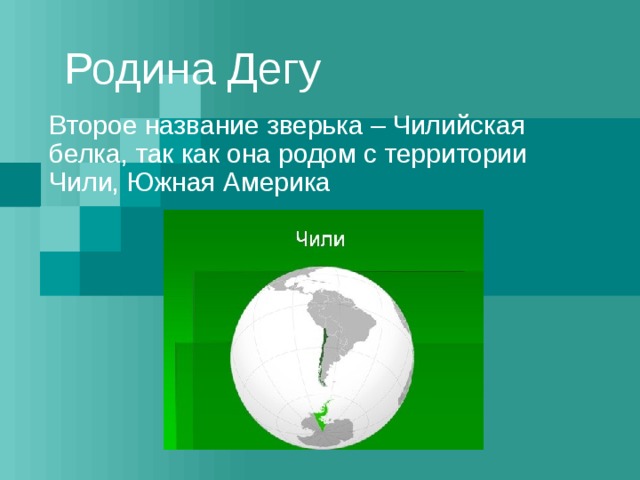 Родина Дегу Второе название зверька – Чилийская белка, так как она родом с территории Чили, Южная Америка 