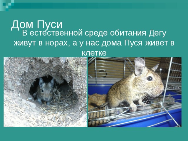 Дом Пуси В естественной среде обитания Дегу живут в норах, а у нас дома Пуся живет в клетке 