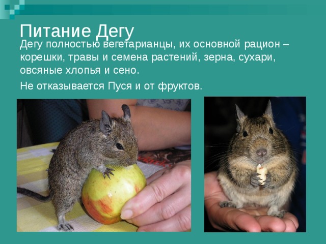 Питание Дегу Дегу полностью вегетарианцы, их основной рацион – корешки, травы и семена растений, зерна, сухари, овсяные хлопья и сено. Не отказывается Пуся и от фруктов. 
