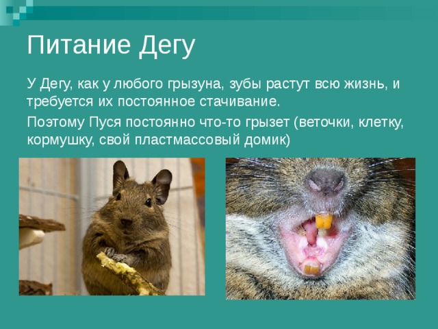 Питание Дегу У Дегу, как у любого грызуна, зубы растут всю жизнь, и требуется их постоянное стачивание. Поэтому Пуся постоянно что-то грызет (веточки, клетку, кормушку, свой пластмассовый домик) 