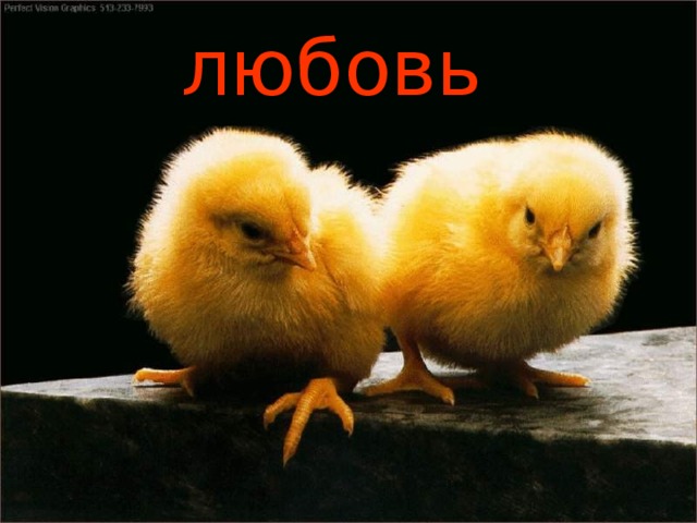 любовь 