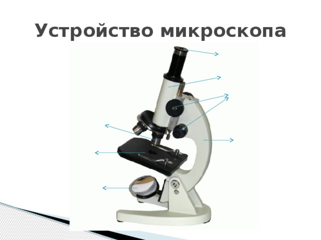 Устройство микроскопа 