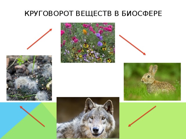 Круговорот веществ в биосфере 