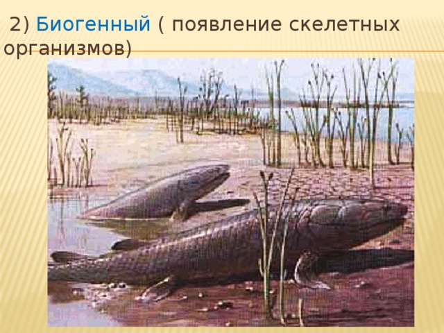  2) Биогенный ( появление скелетных организмов) 