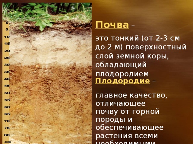 Почва – это тонкий (от 2-3 см до 2 м) поверхностный слой земной коры, обладающий плодородием Плодородие – главное качество, отличающее почву от горной породы и обеспечивающее растения всеми необходимыми условиями для их роста 