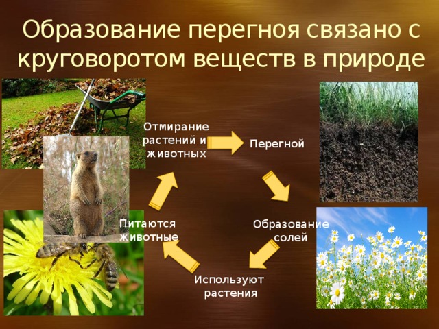 Образование перегноя связано с круговоротом веществ в природе Отмирание растений и животных Перегной Питаются животные Образование солей Используют растения 