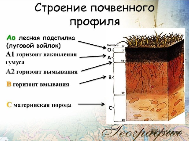 Строение почвы 