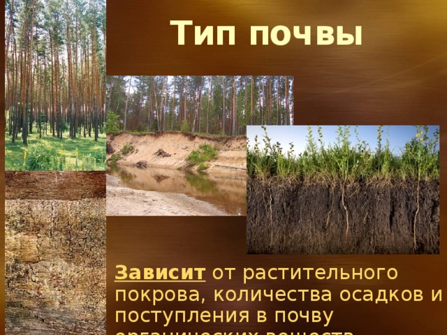 Тип почвы Зависит от растительного покрова, количества осадков и поступления в почву органических веществ. 