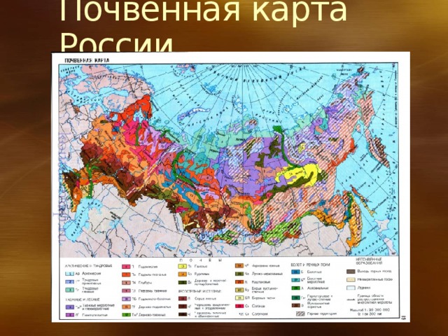 Почвенная карта России 