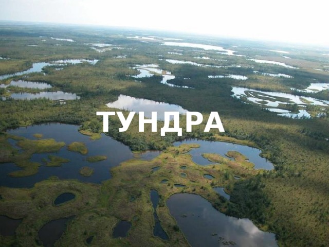 ТУНДРА 