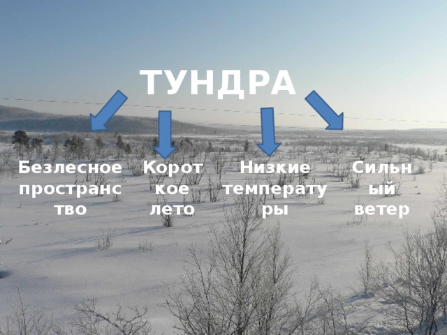 ТУНДРА Безлесное Короткое Низкие Сильный пространство лето температуры ветер 