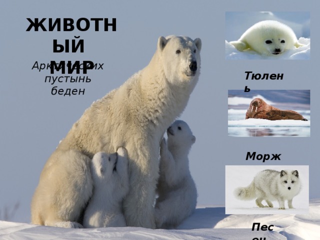 ЖИВОТНЫЙ  МИР Арктических пустынь беден Тюлень Морж Песец 