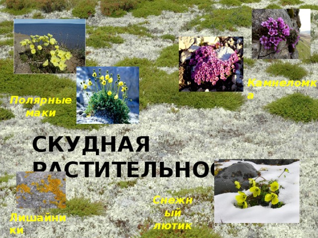 Камнеломка Полярные маки СКУДНАЯ РАСТИТЕЛЬНОСТЬ Снежный лютик Лишайники 
