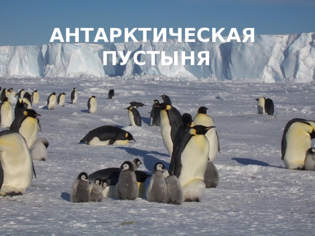 АНТАРКТИЧЕСКАЯ ПУСТЫНЯ 