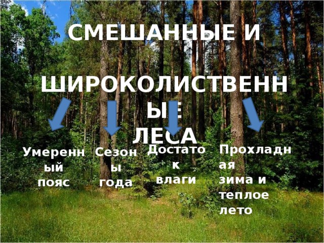 СМЕШАННЫЕ И  ШИРОКОЛИСТВЕННЫЕ ЛЕСА Прохладная Достаток влаги зима и теплое лето Умеренный Сезоны пояс года 