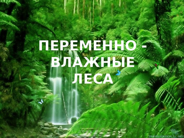 ПЕРЕМЕННО - ВЛАЖНЫЕ ЛЕСА 