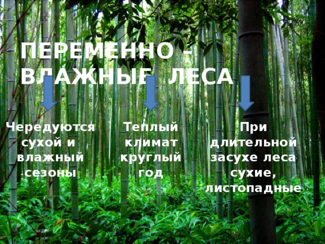 ПЕРЕМЕННО – ВЛАЖНЫЕ ЛЕСА Чередуются Теплый При длительной сухой и климат засухе леса сухие, листопадные влажный круглый сезоны год 