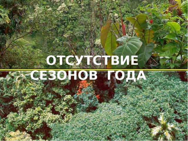 ОТСУТСТВИЕ СЕЗОНОВ ГОДА 