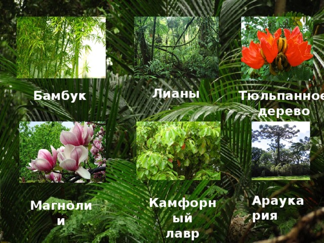 Лианы Бамбук Тюльпанное дерево Араукария Камфорный лавр Магнолии 