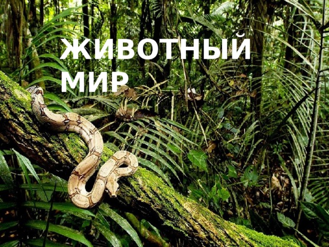 ЖИВОТНЫЙ МИР 