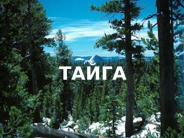 ТАЙГА 