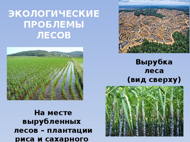 ЭКОЛОГИЧЕСКИЕ  ПРОБЛЕМЫ  ЛЕСОВ Вырубка леса (вид сверху) На месте вырубленных лесов – плантации риса и сахарного тростника. 