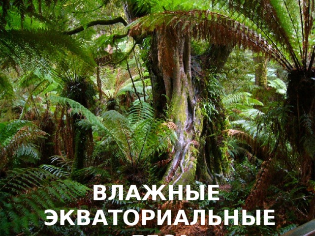 ВЛАЖНЫЕ ЭКВАТОРИАЛЬНЫЕ  ЛЕСА 