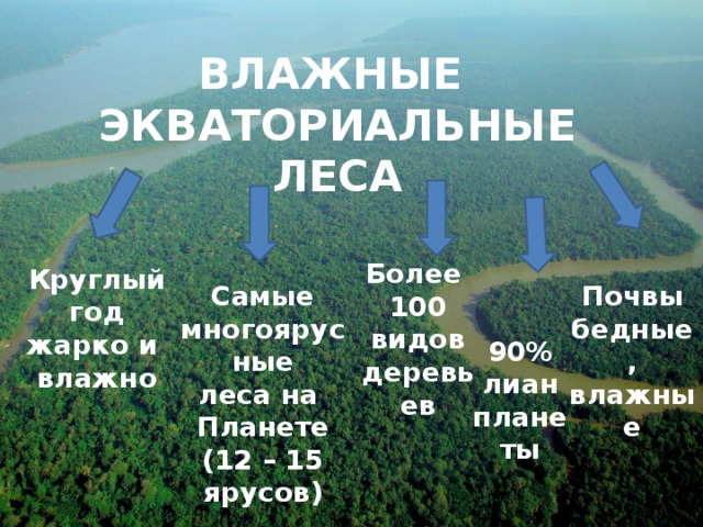 ВЛАЖНЫЕ ЭКВАТОРИАЛЬНЫЕ ЛЕСА Более 100 видов деревьев Круглый год жарко и влажно Почвы Самые бедные, многоярусные влажные леса на Планете (12 – 15 ярусов) 90% лиан планеты 