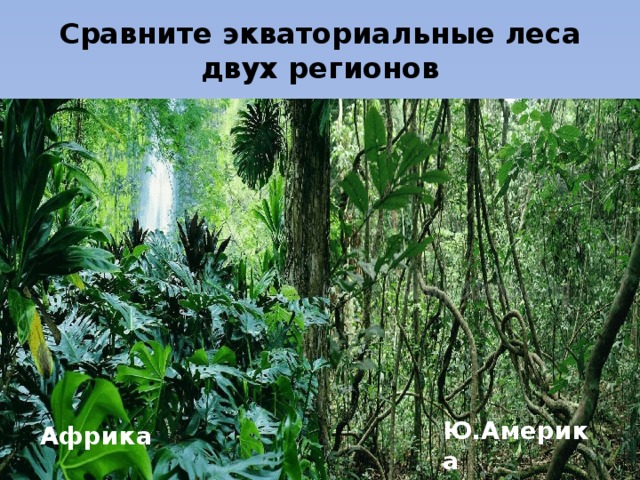 Сравните экваториальные леса двух регионов Ю.Америка Африка 
