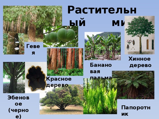  Растительный мир Гевея Хинное  дерево Банановая пальма Красное дерево Эбеновое (черное) дерево Папоротник 
