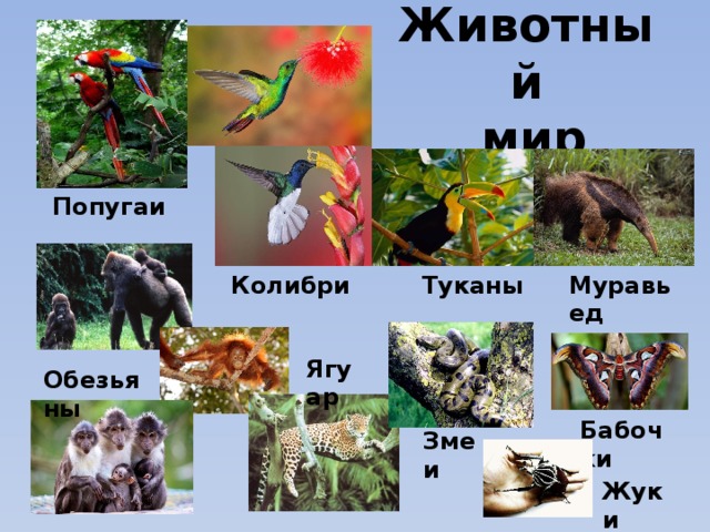 Животный  мир Попугаи Муравьед Туканы Колибри Ягуар Обезьяны Бабочки Змеи Жуки 