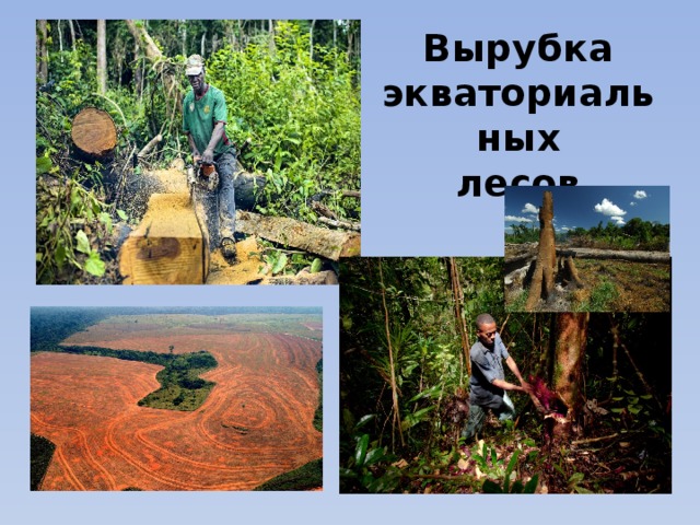 Вырубка  экваториальных  лесов 