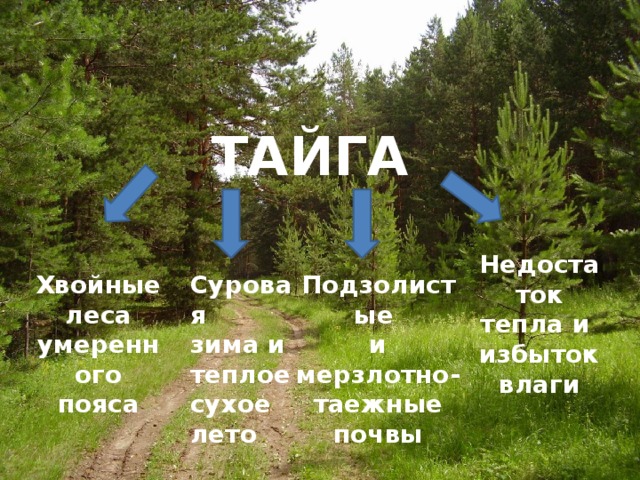 ТАЙГА Недостаток тепла и избыток влаги Подзолистые Суровая Хвойные леса зима и и мерзлотно- умеренного теплое таежные почвы сухое пояса лето 