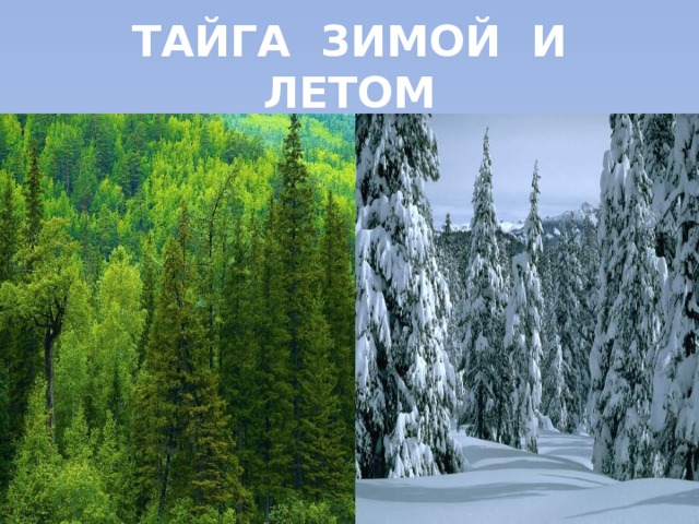 ТАЙГА ЗИМОЙ И ЛЕТОМ 