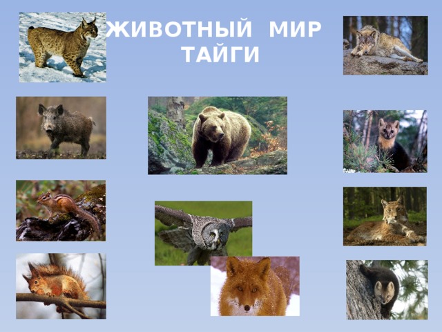 ЖИВОТНЫЙ МИР  ТАЙГИ 
