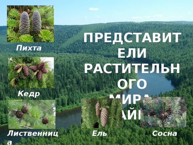 ПРЕДСТАВИТЕЛИ  РАСТИТЕЛЬНОГО  МИРА ТАЙГИ Пихта Кедр Лиственница Ель Сосна 
