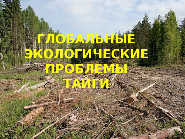 ГЛОБАЛЬНЫЕ ЭКОЛОГИЧЕСКИЕ  ПРОБЛЕМЫ  ТАЙГИ 