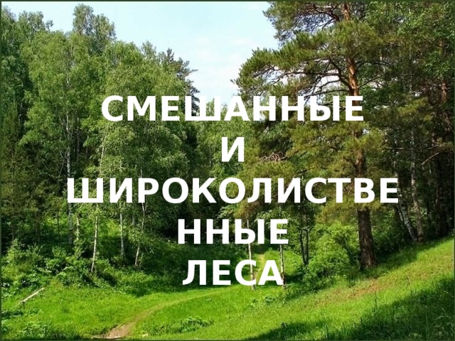 СМЕШАННЫЕ  И  ШИРОКОЛИСТВЕННЫЕ  ЛЕСА 
