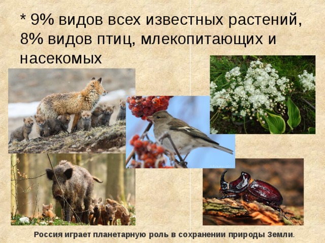 * 9% видов всех известных растений, 8% видов птиц, млекопитающих и насекомых Россия   играет планетарную   роль   в   сохранении   природы   Земли . 