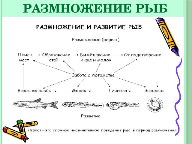 Размножение рыб 