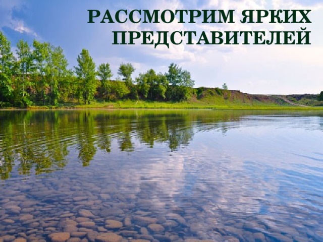 Рассмотрим ярких представителей 
