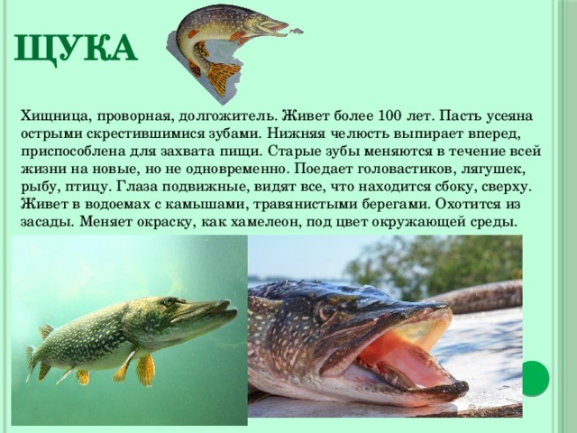 Щука Хищница, проворная, долгожитель. Живет более 100 лет. Пасть усеяна острыми скрестившимися зубами. Нижняя челюсть выпирает вперед, приспособлена для захвата пищи. Старые зубы меняются в течение всей жизни на новые, но не одновременно. Поедает головастиков, лягушек, рыбу, птицу. Глаза подвижные, видят все, что находится сбоку, сверху. Живет в водоемах с камышами, травянистыми берегами. Охотится из засады. Меняет окраску, как хамелеон, под цвет окружающей среды. 