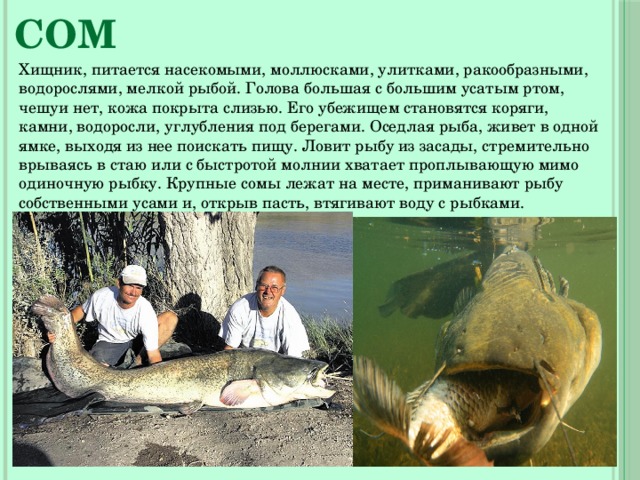 Сом Хищник, питается насекомыми, моллюсками, улитками, ракообразными, водорослями, мелкой рыбой. Голова большая с большим усатым ртом, чешуи нет, кожа покрыта слизью. Его убежищем становятся коряги, камни, водоросли, углубления под берегами. Оседлая рыба, живет в одной ямке, выходя из нее поискать пищу. Ловит рыбу из засады, стремительно врываясь в стаю или с быстротой молнии хватает проплывающую мимо одиночную рыбку. Крупные сомы лежат на месте, приманивают рыбу собственными усами и, открыв пасть, втягивают воду с рыбками. 