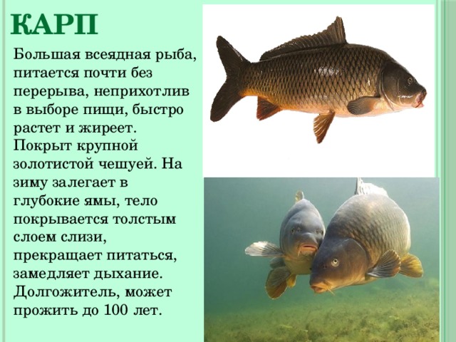 Карп Большая всеядная рыба, питается почти без перерыва, неприхотлив в выборе пищи, быстро растет и жиреет. Покрыт крупной золотистой чешуей. На зиму залегает в глубокие ямы, тело покрывается толстым слоем слизи, прекращает питаться, замедляет дыхание. Долгожитель, может прожить до 100 лет. 