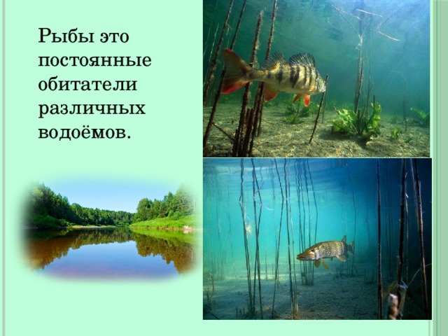Рыбы это постоянные обитатели различных водоёмов. 