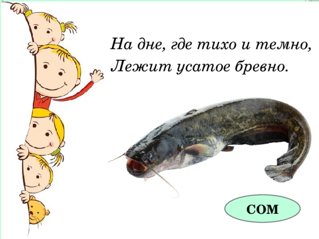 На дне, где тихо и темно, Лежит усатое бревно. СОМ 