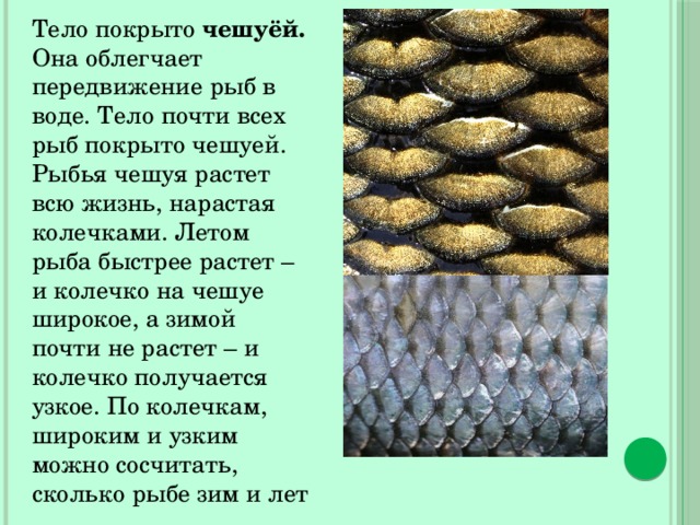 Тело покрыто чешуёй. Она облегчает передвижение рыб в воде. Тело почти всех рыб покрыто чешуей. Рыбья чешуя растет всю жизнь, нарастая колечками. Летом рыба быстрее растет – и колечко на чешуе широкое, а зимой почти не растет – и колечко получается узкое. По колечкам, широким и узким можно сосчитать, сколько рыбе зим и лет 